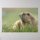 Search for marmot posters Rodent