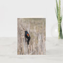 Search for blackbird cards Nature