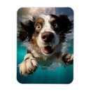 Search for dynamic magnets Animal lover