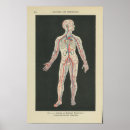 Search for veines posters Anatomical