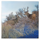 Search for whitetail deer tiles Hunting