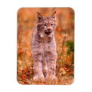 Search for hunt magnets Wildlife