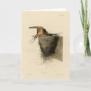 Search for barn swallows cards Hirundo rustica