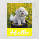 Search for bichon frise cards Puppy