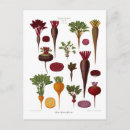 Search for beete postcards Beetroot