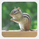 Search for chipmunk stickers Nature