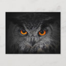 Search for eagle eyes postcards Animal