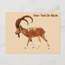 Search for eine postcards Animals