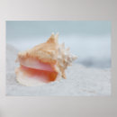 Search for conche posters Nautical