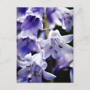 Search for bluebell flowers postcards Nature