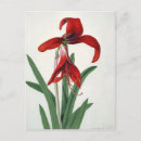 Search for botanical study vertical postcards Plant