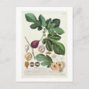 Search for 73 vertical postcards 18th