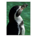 Search for humboldt cards Animal