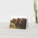 Search for cattle note cards Calf