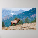 Search for cervus posters Antlers