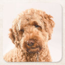 Search for mixed breed coasters Puppy