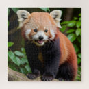 Search for red panda puzzles Nature