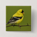 Search for breeding badges Bird
