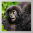 Search for rwanda art Animal