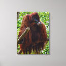 Search for orangutan canvas prints Rainforest