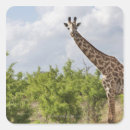 Search for balance stickers Wildlife