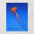Search for aquarium postcards Blue
