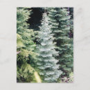 Search for spruce tree postcards Pine