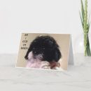Search for shih tzu birthday cards Cute