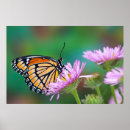 Search for peruvian lily posters Pink