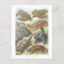 Search for tortoises postcards Vintage