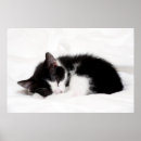 Search for cat lying down posters Studio shot
