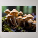 Search for fungus art Fantasy