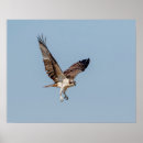 Search for osprey bird posters Raptor