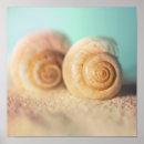Search for nautilus seashell posters Ocean