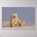 Search for ursus maritimus posters Fauna