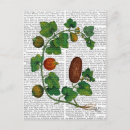 Search for squash postcards Veggie