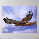 Search for red tail hawk art Flying