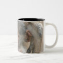 Search for baboon mugs South africa