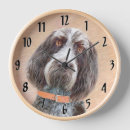 Search for spinone italiano Italian wire haired pointer