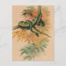 Search for boa postcards Reptile