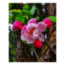Search for crabapple posters Floral