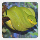 Search for boa stickers Pet