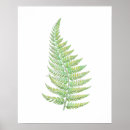 Search for fern illustration posters Leaf