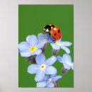 Search for forget me not flower art Nature