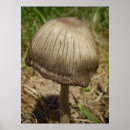 Search for edible mushroom posters Nature