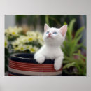 Search for kitten posters Baby animals