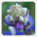 Search for dew stickers Flower