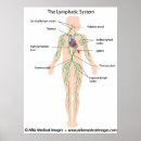 Search for lymphatic system posters Anatomy