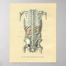 Search for vintage medical skeleton posters Anatomical