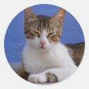 Search for brown tabby cat stickers Cute